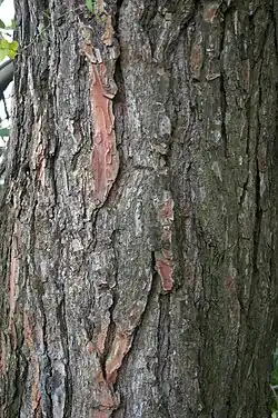 Bark and trunk
