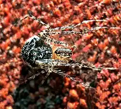 Pirate spider female (Mimetidae sp.)