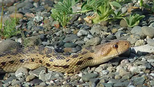 Pacific gopher snake (Pituophis catenifer catenifer), Alpine County, California (March 27, 2004)