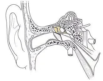 Location of the ossicular chain in the ear