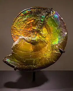 P. intercalare ammolite, Bearpaw Formation, Alberta, Canada