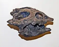 Placochelys placodonta fossil skull, lateral view