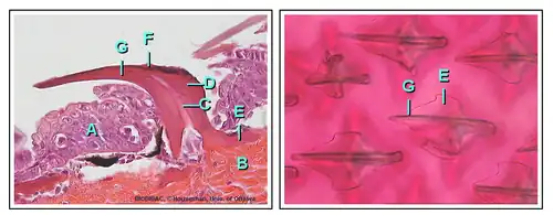Image 26Placoid Scale (from Shark anatomy)