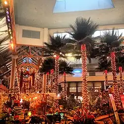 Plaza Centro, Christmas 2012.