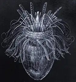 Armoured Pliciloricus enigmaticus, about 0.2&nbsp;mm long, live in spaces between marine gravel