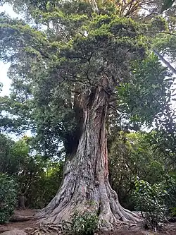 2000-year-old tōtara in the Reserve