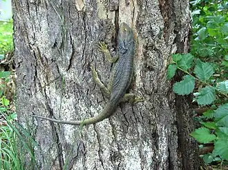 Yearling eastern bearded dragon found in a suburban yard in Canberra, Australian Capital Territory