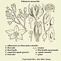 Detailed anatomy of flower, fruit and winged seed. Line drawing by Daniel Oliver (publisher of genus)