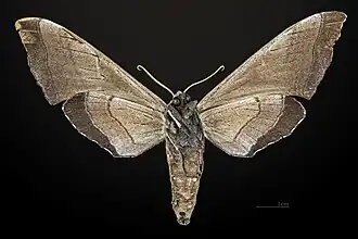 Female underside