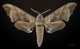 Male