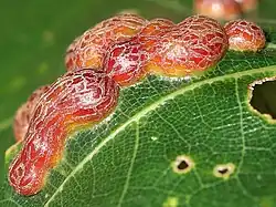 closeup view of galls