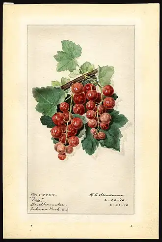 Watercolor by Royal Charles Steadman of Fay gooseberry cultivar, 1916.