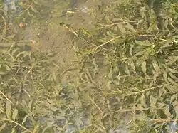 In a silty stream in southern Britain