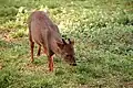 Southern pudu