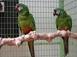 A green parrot with a white face, a blue-and-red forehead, blue-tipped wings, and a red underside