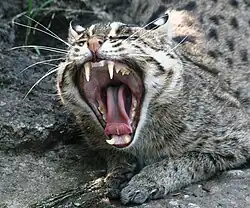 A fishing cat showing off its teeth. Four fairly sized canine teeth are visible, along with premolars, molars, carnassials and other teeth.