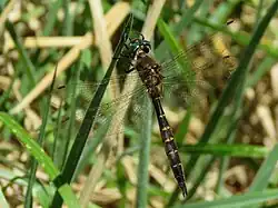 Smith's Dragonfly (Procordulia smithii) male resting on grass blade at Okuru in South Westland.
