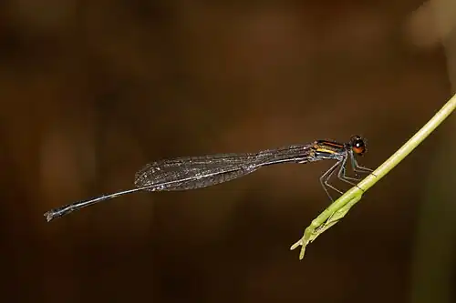 Prodasineura verticalis male