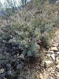 Protea sulphurea bush