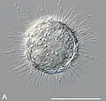 Raphidocystis marginata from Veternica