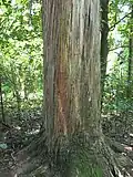 Trunk of a tōtara tree in Prouse Bush, Levin, New Zealand