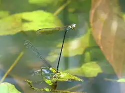 Yellow-striped blue dart, Pseudagrion indicum, laying eggs; the male (above) continues to hold the female with his claspers.