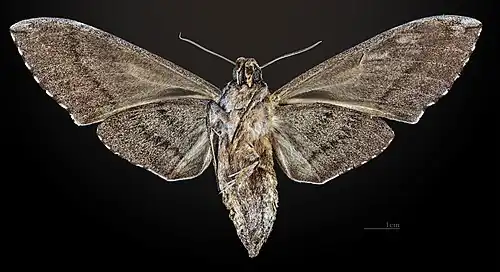 Female, ventral view