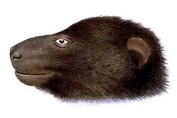 Drawing of brown bat head