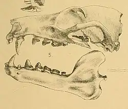 Drawing of bat skull
