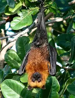 Brown bat