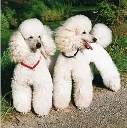 White Poodles
