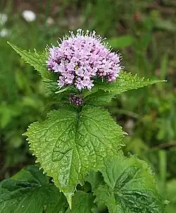 On the Scottish side of the Liddel Water