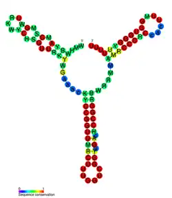 isrB Hfq binding RNA: Predicted secondary structure taken from the Rfam database. Family RF01386.