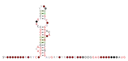 malK-III Secondary structure taken from the Rfam database. Family RF03009