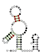 Flavi_xrRNA Secondary structure taken from the Rfam database. Family RF03547