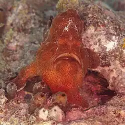 Ranisapo de Commerson (Antennarius commerson), Zanzíbar, Tanzania, 2024-05-31, DD 10