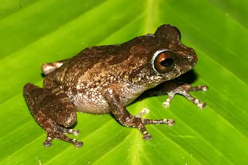 Lateral view