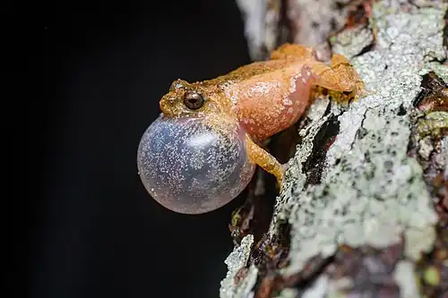 Image 9 Raorchestes parvulus Photograph credit: Rushenb Raorchestes parvulus is a small bush frog native to tropical southeastern Asia. Although the reproductive strategy of this species has not been studied, members of the family typically make a foam nest while mating in vegetation overhanging a stream. They create the foam by beating their legs, and the eggs are deposited into the nest and covered with seminal fluid before the foam hardens into a protective casing. When the eggs hatch, the young push their way out of the nest and fall into the water below. This picture shows a male R.&nbsp;parvulus frog, photographed in Phu Kradueng National Park, Thailand, calling by inflating its vocal sac. More selected pictures