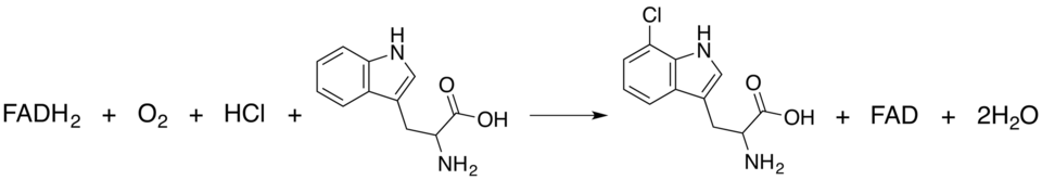 Overall reaction catalyzed by tryptophan 7-halogenase.