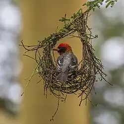 male A. r. leuconotus building nest Soysambu Conservancy, Kenya