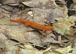 Red eft on the Suffern-Bear Mountain Trail