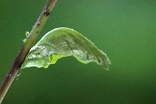 Pupa