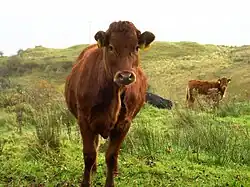 Red cow grazing on limestone grassland