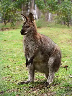 A red-necked wallaby (N.&nbsp;r.&nbsp;banksianus)