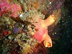 Ascidia incrassata (Ascidiidae)