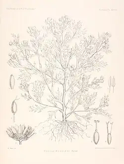 Drawing of Cotula moseleyi, also known as Nightingale brassbuttons