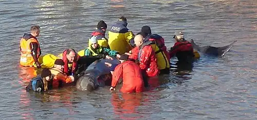 Rescuers attempting to calm the whale during its rescue