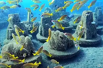 Colourful fishes swimming around the curved structure of the Resting Reef.