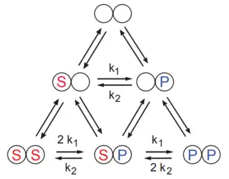 Reversible Hill Mechanistic Scheme. k1 and k2 are the catalytic rate constants for the conversion of substrate to product and vice versa. The factor of two is due to the fact that the fully bound dimers have twice the rate of conversion (because there are two possibilities).