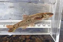 Longnose dace